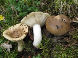 Russula pectinatoides