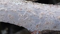 Peniophora lycii