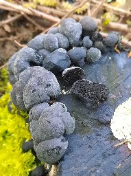 Daldinia concentrica