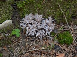 Thelephora penicillata