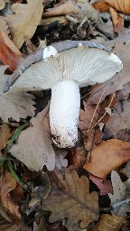 Russula cyanoxantha