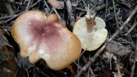 Tricholomopsis rutilans