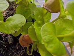 Conocybe rickenii