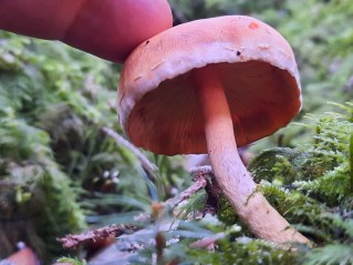 Pholiota astragalina