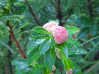 Exobasidium rhododendri