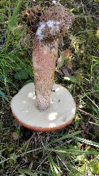 Leccinum versipelle