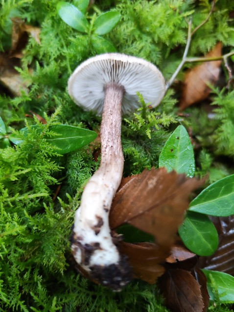 Tricholoma squarrulosum