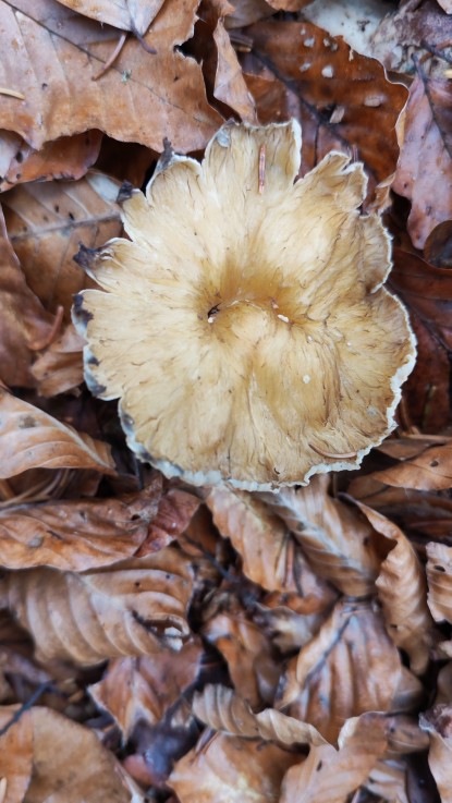 Craterellus lutescens