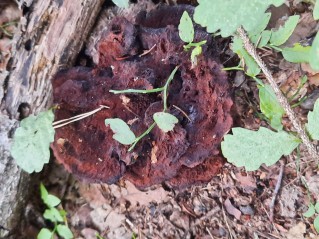 Phaeolus schweinitzii