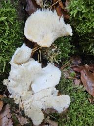 Hericium cirrhatum