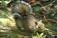 Sciurus carolinensis