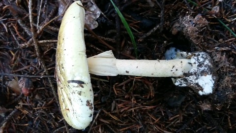 Amanita phalloides