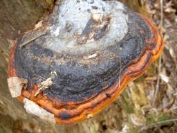 Fomitopsis pinicola