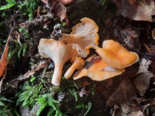 Cantharellus friesii