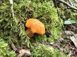 Cantharellus friesii