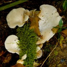 Crepidotus autochthonus