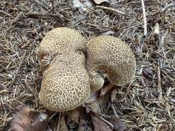 Xerocomellus chrysenteron