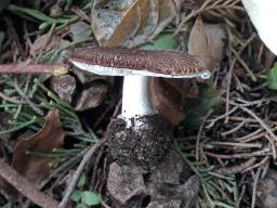 Leucoagaricus cupresseus