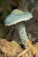 Stropharia aeruginosa