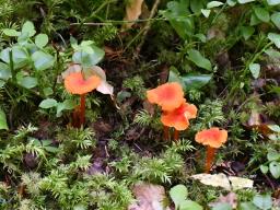 Hygrocybe cantharellus