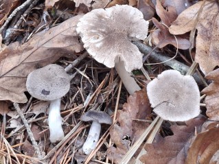 Tricholoma terreum
