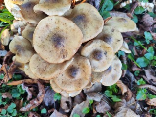 Armillaria mellea