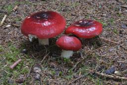 Russula xerampelina