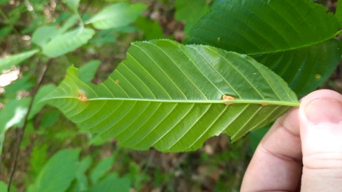 Puccinia coronata