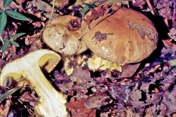 Calonarius xanthophyllus