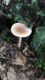 Amanita fulva