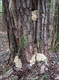 Sparassis crispa