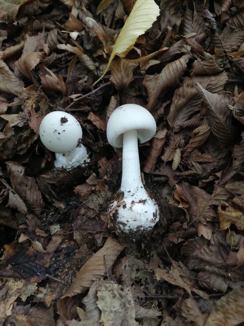 Amanita phalloides