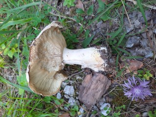 Leucopaxillus tricolor