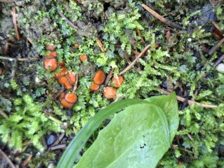 Scutellinia