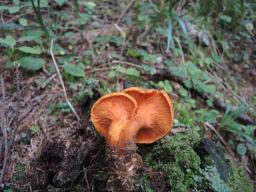 Hygrophoropsis aurantiaca