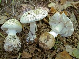 Amanita citrina