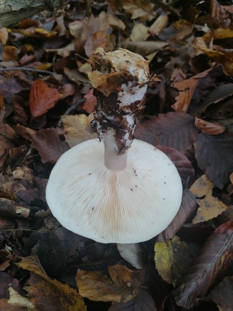 Clitocybe nebularis