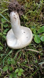 Russula heterophylla