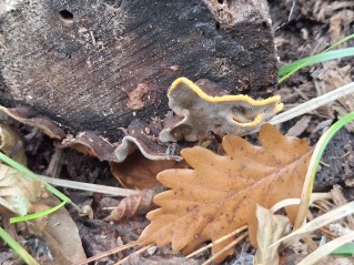 Xylobolus subpileatus