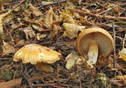 Cortinarius caesiostramineus