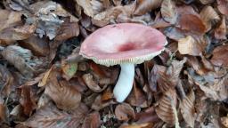 Russula veternosa