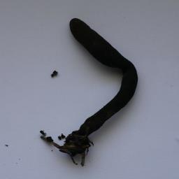 Xylaria longipes