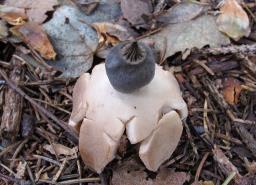 Geastrum nanum