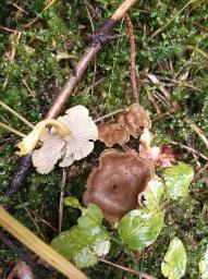 Craterellus tubaeformis