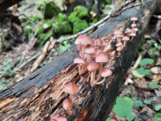 Mycena renati