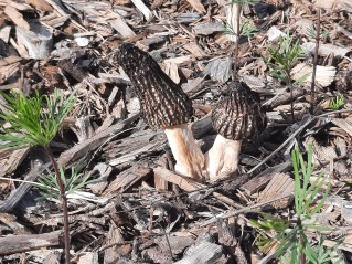 Morchella importuna