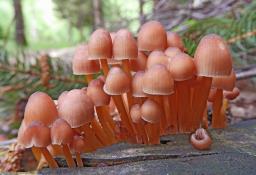 Mycena renati