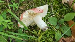 Russula persicina