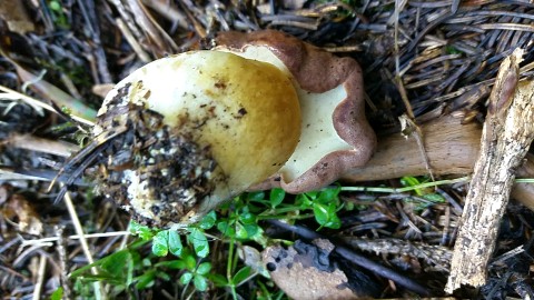 Butyriboletus appendiculatus