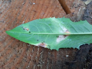 Puccinia variabilis